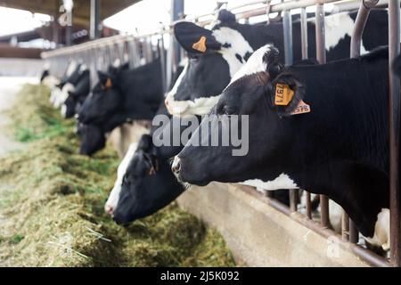 Herde von Kühen im Stall auf dem Milchhof Stockfoto
