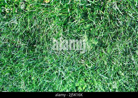 Grüne Gras für Hintergrund, September, täglich Zeit Stockfoto