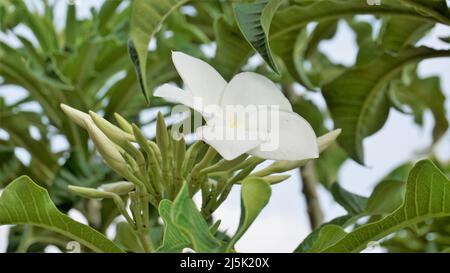 Blumen von Plumeria pudica mit natürlichen Blättern Hintergrund auch als Bridal Boquet bekannt Stockfoto