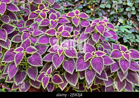 Bemalte Brennnessel oder Brennnessel (Coleus blumei) Stockfoto