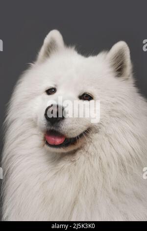 Nahaufnahme Porträt des schönen Samoyed Hund mit weißem Fell Stockfoto