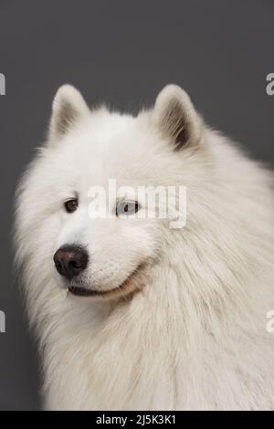 Nahaufnahme Porträt des schönen Samoyed Hund mit weißem Fell Stockfoto