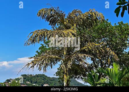 Sterbende Palme (Caryota urens) Stockfoto