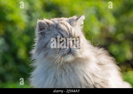 Niedliche perserkatze, die auf grünem Gras steht Stockfoto