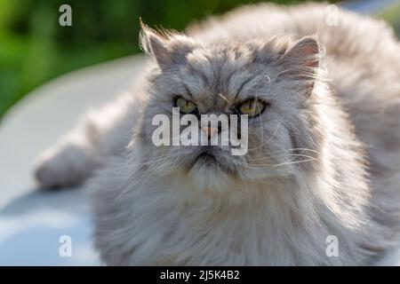 Niedliche perserkatze, die auf grünem Gras steht Stockfoto