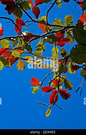 Tropische Mandelblätter im Herbst (Terminalia catappa) Stockfoto