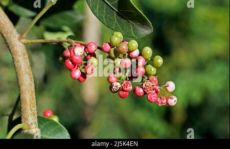 Brasilianischer pfefferbaum (Schinus terebinthifolius), Rio Stockfoto