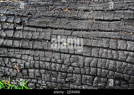 Gebrannter Baum Stamm Textur Hintergrund Stockfoto
