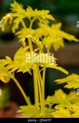 Nahaufnahme des leuchtend gelben Laubs des blutenden Herzens „Weißgold“. Lamprocapnos Dicentra spectabilis Stockfoto