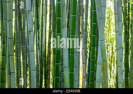 Grüne Bambuspflanze Stämme Hintergrund Stockfoto