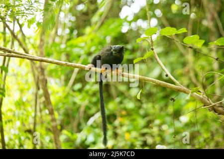 Red-handed Tamarin, Saguinus Midas, Danpaati Insel, oberen Suriname Fluss, Surinam Stockfoto