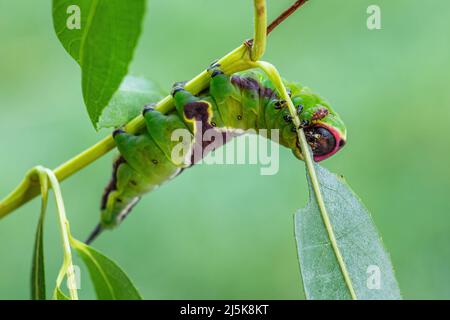 Puss Moth - Cerura vinula, kleine schöne Motte aus europäischen Wäldern und Wäldern, Tschechische Republik. Stockfoto