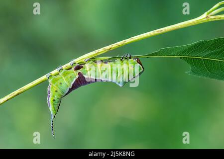 Puss Moth - Cerura vinula, kleine schöne Motte aus europäischen Wäldern und Wäldern, Tschechische Republik. Stockfoto