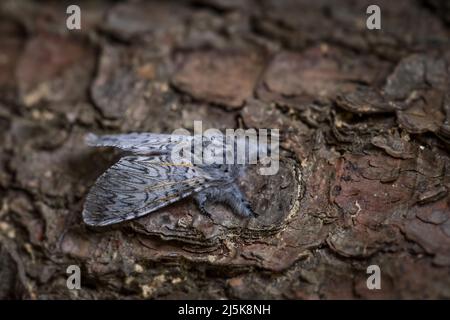 Puss Moth - Cerura vinula, kleine schöne Motte aus europäischen Wäldern und Wäldern, Tschechische Republik. Stockfoto