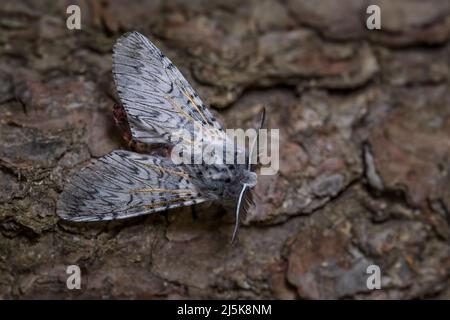 Puss Moth - Cerura vinula, kleine schöne Motte aus europäischen Wäldern und Wäldern, Tschechische Republik. Stockfoto