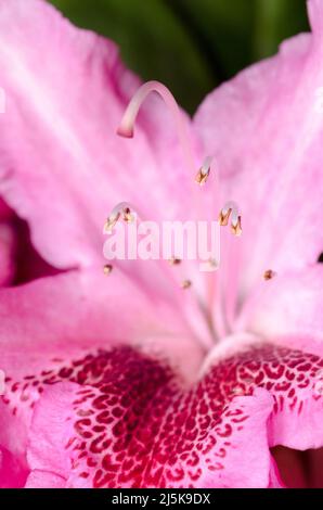 Nahaufnahme von rosa Rhododendron-Ferrugineum-Blüten Stockfoto