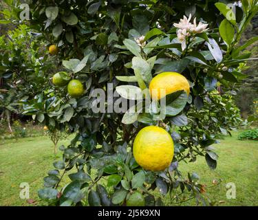 Zitronenfrüchte in einem Obstgarten in der Nähe von Cerro Punta in der Provinz Chiriqui, Republik Panama, Mittelamerika. Stockfoto