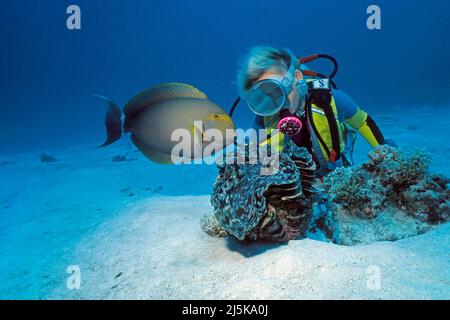 Taucher beobachten einen Gelbflossen-Surgeonfisch (Acanthurus xanthopterus) an einer geriffelten Riesenmuschel (Tridacna squamosa), Malediven, Indischem Ozean, Asien Stockfoto