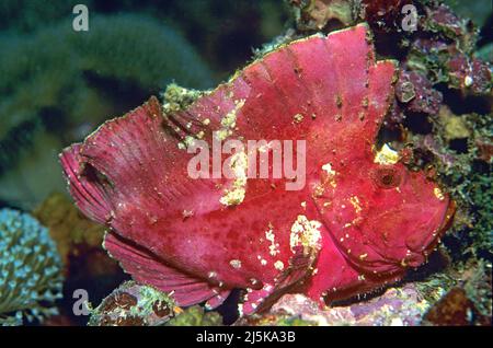 Papierfische, Blattfische oder Blattskorpionfische (Taenianotus triacanthus), Malediven, Indischer Ozean, Asien Stockfoto