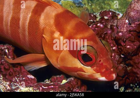 Schwarzspitzenzackenbarsch oder gebänderter Schilfrohr (Epinephelus fasciatus), Portrait, Malediven, Indischer Ozean, Asien Stockfoto