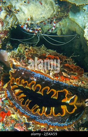 Gebänderter Korallenzieher oder gebänderter Boxer-Garnelen (Stenopus hispidus) über einer dornigen Oyster oder einer riesigen variablen dornigen Oyster (Spondylus varius), Malediven Stockfoto