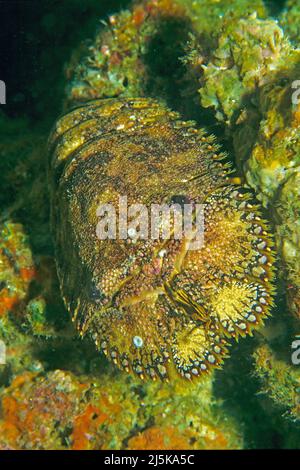 Geformter Hummer oder geformter Hummer (Parribacus antarcticus) bei Nacht, Malediven, Indischer Ozean, Asien Stockfoto