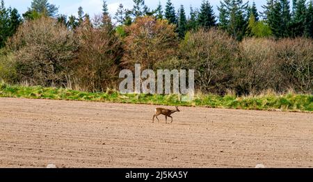 Dundee, Tayside, Schottland, Großbritannien. 24. April 2022. UK Wetter: Ein schöner, sonniger Aprilmorgen mit einer kühlen leichten Brise und Temperaturen fallen auf rund 12 Grad Spektakuläre Aussicht auf die reichen Ackerflächen des ländlichen Dundee im Frühling. Das Strathmore Valley in Dundee hat eine vielfältige Pflanzenwelt, bedeutende Antiquitäten und eine einzigartige Rolle in der Wissenschaftsgeschichte für ein 18.-Jahrhundert-Experiment zum „Wiegen der Erde“. Ein ungewöhnlicher Anblick ist das Bummeln junger Hirsche über ein frisch gepflügtes Feld in der Nähe des Clatto Country Park. Kredit: Dundee Photographics/Alamy Live Nachrichten Stockfoto