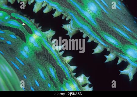 Detail einer Blauen Riesenmuschel (Tridacna maxima), Malediven, Indischer Ozean, Asien Stockfoto