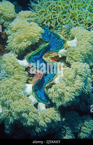 Blaue Riesenmuschel (Tridacna maxima) mit Lederkorallen bewachsen, Malediven, Indischer Ozean, Asien Stockfoto