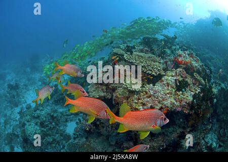 Riesiger Eichhörnchen (Sargocentron spiniferum), hinter einer Schulzeit Bluestripe Snappers (Lutjanus kasmira), Süd Male Atoll, Malediven, Indischer Ozean, Asi Stockfoto