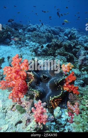 Geriffelte Riesenmuschel (Tridacna squamosa) umgeben von roten Weichkorallen (Dendronephthya sp.), Malediven, Indischem Ozean, Asien Stockfoto