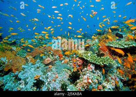 Schmuckfee-Basslet oder Lyeinzelhandel-Anthias (Pseudanthias squamipinnis), die über ein tropisches Korallenriff, die Malediven, den Indischen Ozean und Asien fahren Stockfoto