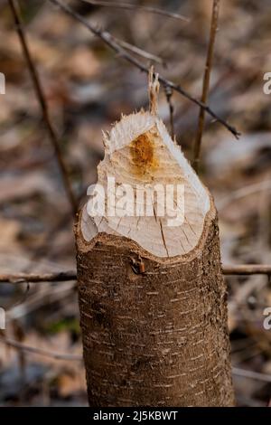 Black Cherry wurde von einem amerikanischen Biber im Woodland Park und Nature Preserve in Battle Creek, Michigan, USA, niedergeschlagen Stockfoto