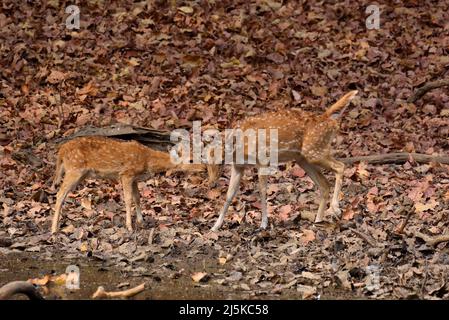 Topfhirsche stehen im Ranthambhore National Park mit langem Gras Stockfoto