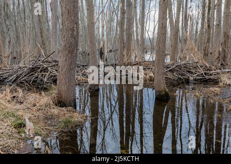 Eine nordamerikanische Biberhütte, Castor canadensis, Lodge und ein Staudamm sichern das Wasser eines Baches im Woodland Park and Preserve, Battle Creek, Michigan, USA Stockfoto