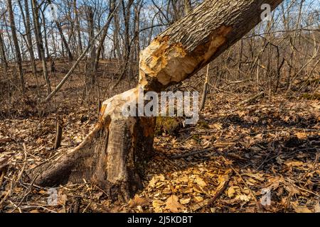 Von Beaver im Ott Biological Preserve, Calhoun County, Michigan, USA, geschnittener Baum Stockfoto