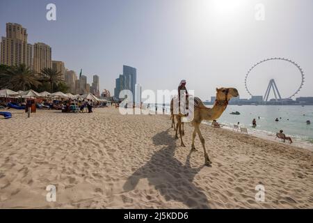 DUBAI, VEREINIGTE ARABISCHE EMIRATE - 10. APRIL: Kamele passieren am 10. April 2022 am Strand von JBR in Dubai, Vereinigte Arabische Emirate. Stockfoto