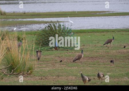 Indian Pfau in Ranthambhore National Park, Rajasthan, Indien Stockfoto