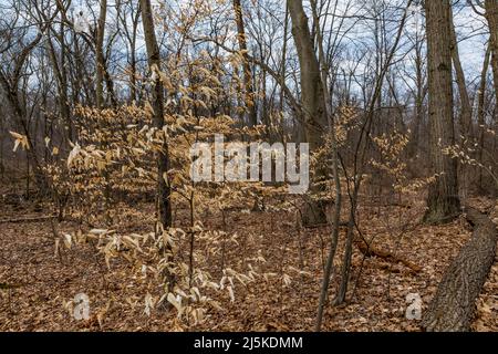 American Beech, Fagus grandifolia, Blätter mit Markeszenz im Ott Biological Preserve, Calhoun County, Michigan, USA Stockfoto