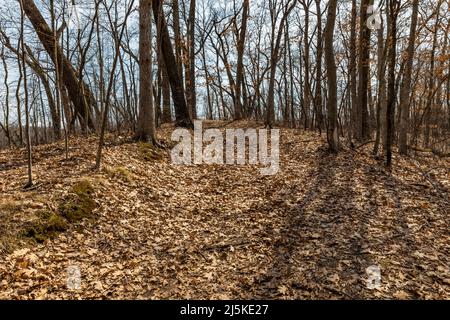 Wanderung durch einen Eichenwald im Ott Biological Preserve, Calhoun County, Michigan, USA Stockfoto