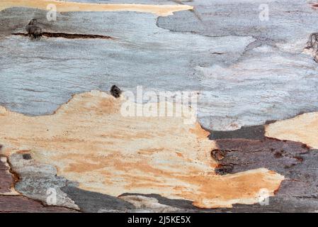 Baumbrak mit Schichten in verschiedenen Farben Stockfoto