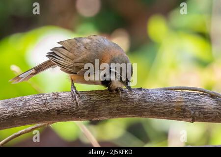 Bild von Lesser Necklaced Laughthrush (Garrulax monileger) auf dem Baumzweig auf Naturhintergrund. Vogel. Tiere. Stockfoto