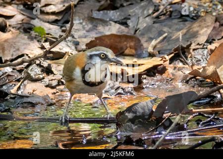 Bild von Lesser Necklaced Laughthrush (Garrulax monileger) auf Naturhintergrund. Vogel. Tiere. Stockfoto