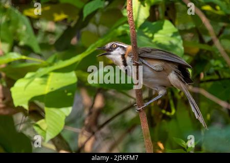 Bild von Lesser Necklaced Laughthrush (Garrulax monileger) auf dem Baumzweig auf Naturhintergrund. Vogel. Tiere. Stockfoto