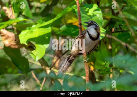 Bild von Lesser Necklaced Laughthrush (Garrulax monileger) auf dem Baumzweig auf Naturhintergrund. Vogel. Tiere. Stockfoto