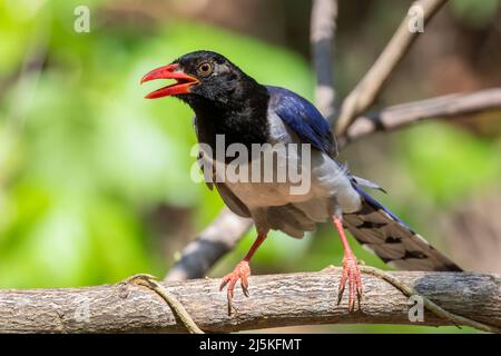 Bild von Red Billed Blue Elster Vogel auf einem Baum Zweig auf Naturhintergrund. Tiere. Stockfoto