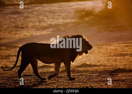 Majestätischer afrikanischer Löwe Männchen, der im Morgengrauen geht und brüllt çin Kgalagadi Transfrontier Park, Südafrika; specie panthera leo Familie der felidae Stockfoto