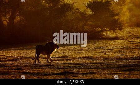 Majestätischer afrikanischer Löwe Männchen, der im Morgengrauen geht und brüllt çin Kgalagadi Transfrontier Park, Südafrika; specie panthera leo Familie der felidae Stockfoto