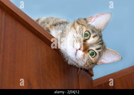 Eine Katze mit überraschten Augen schaut aus dem Schrank. Stockfoto