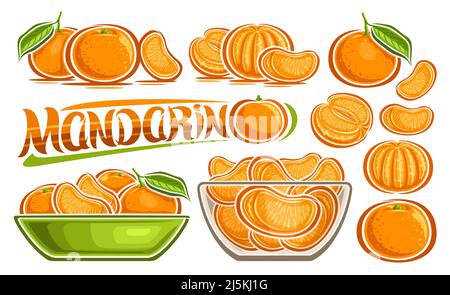 Vector Mandarin Set, horizontales Banner mit Lot Sammlung von ausgeschnittenen Illustrationen verschiedene fruchtige Stillleben mit grünen Blättern, viele Vielfalt reifen Mann Stock Vektor